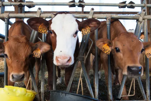 cow farm 1