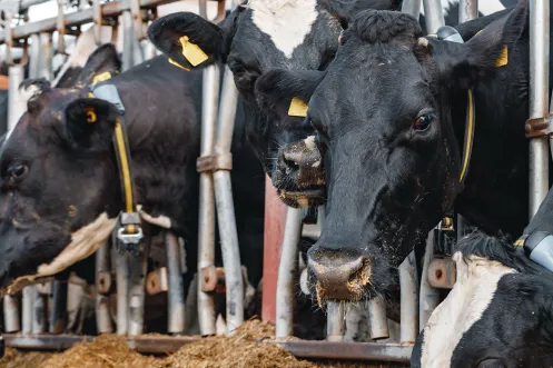 cow farm 2