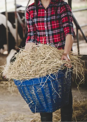 cow farm 1