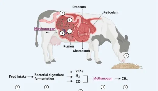 Methane Inhibitors: Climate Tool or Nutrition Risk?
